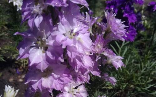 С чем можно сажать лилию на одной клумбе. С какими растениями сочетаются лилии в ландшафтном дизайне