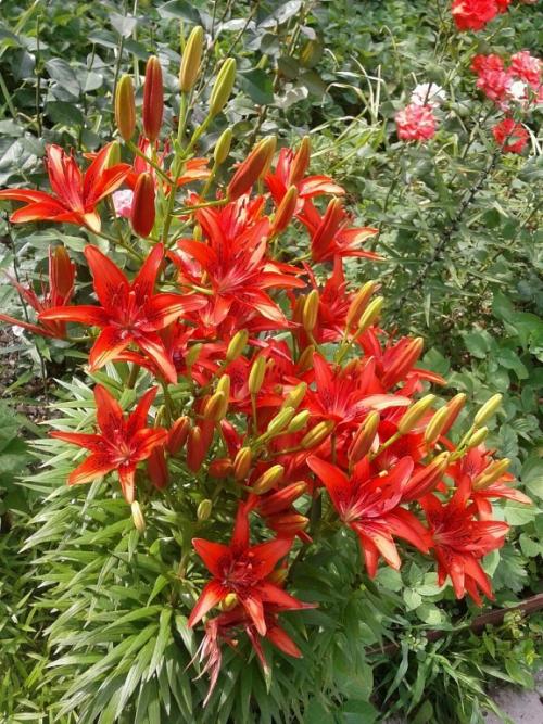 Можно ли сажать рядом розы и лилии. Можно ли сажать вместе розы и лилии? Переносят ли друг друга лилии и розы?