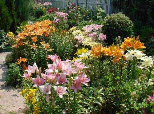 С чем можно сажать лилию на одной клумбе. С какими растениями сочетаются лилии в ландшафтном дизайне 15