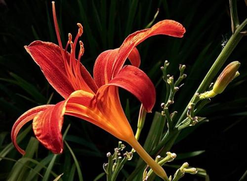 С чем можно сажать лилию на одной клумбе. С какими растениями сочетаются лилии в ландшафтном дизайне