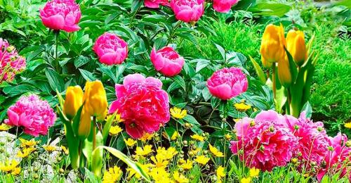 Лилии и пионы на клумбе. Принципы формирования цветника