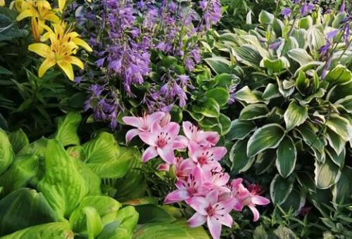 С чем можно сажать лилию на одной клумбе. С какими растениями сочетаются лилии в ландшафтном дизайне