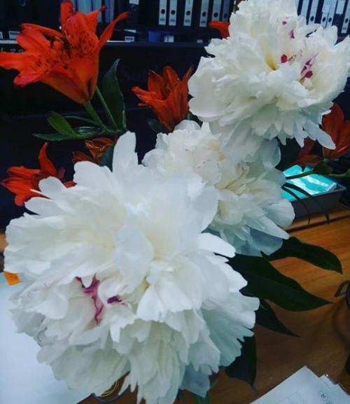 С чем можно сажать лилию на одной клумбе. С какими растениями сочетаются лилии в ландшафтном дизайне