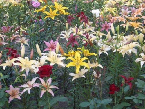 Можно ли сажать рядом розы и лилии. Можно ли сажать вместе розы и лилии? Переносят ли друг друга лилии и розы?