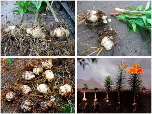 Пересадка белой лилии весной. Для чего нужна пересадка