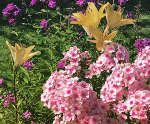 С чем можно сажать лилию на одной клумбе. С какими растениями сочетаются лилии в ландшафтном дизайне