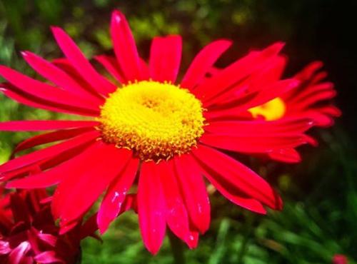 С чем можно сажать лилию на одной клумбе. С какими растениями сочетаются лилии в ландшафтном дизайне