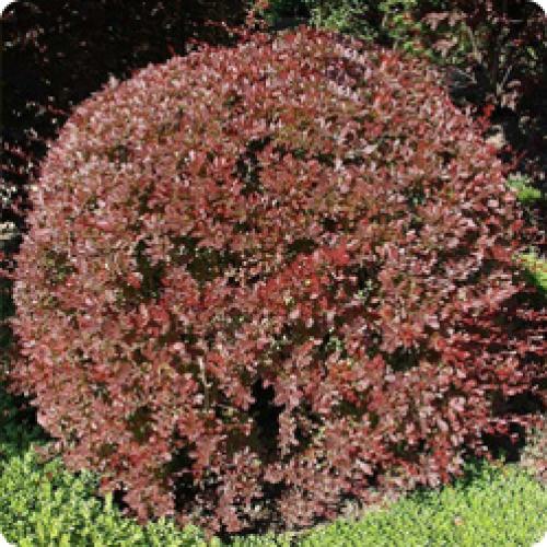 Как правильно поливать саженцы барбариса Тунберга Кармен. ОСОБЕННОСТИ ВЫРАЩИВАНИЯ БАРБАРИСА