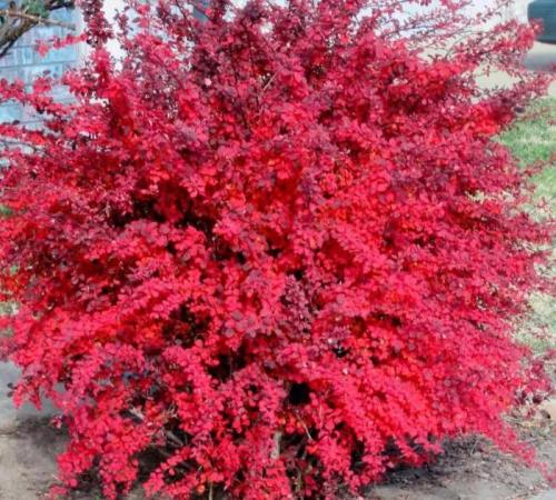 Как обрезать барбарис Тунберга Кармен для поддержания формы и здоровья. Как и когда обрезать барбарис: руководство для начинающих садоводов