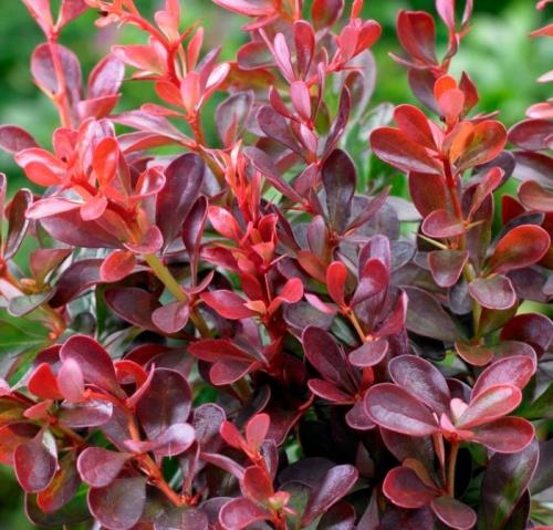 В чем основные отличия барбариса Тунберга Кармен от других сортов. Особенности барбариса Тунберга