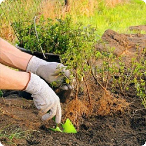 Как правильно поливать саженцы барбариса Тунберга Кармен. ОСОБЕННОСТИ ВЫРАЩИВАНИЯ БАРБАРИСА