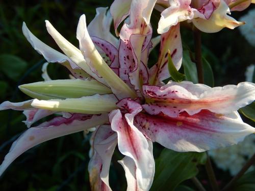 Когда можно пересаживать лилии летом. Когда пересаживать лилии – весной, летом или осенью – выбор лучшего момента. Ошибки при пересадке – о чем нужно помнить