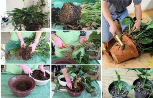 Когда пересаживать цветы