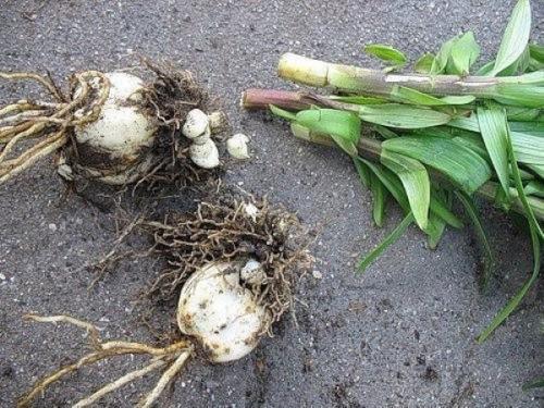 Пересадить лилии осенью на другое место. Достоинства и недостатки пересадки лилий осенью