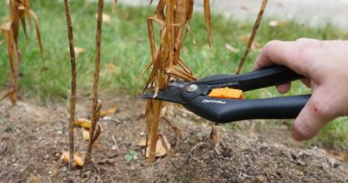 Пересадка лилий осенью. Особенности осенней пересадки лилий