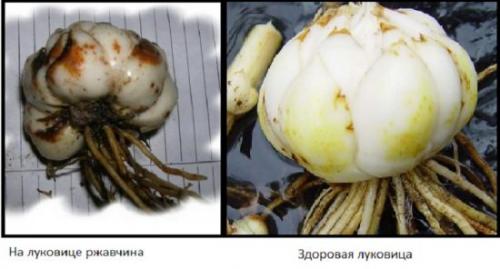 Пересадка лилий осенью. Особенности осенней пересадки лилий