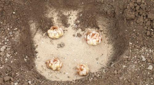 Пересадка лилий на другое место. Для чего нужна пересадка 05