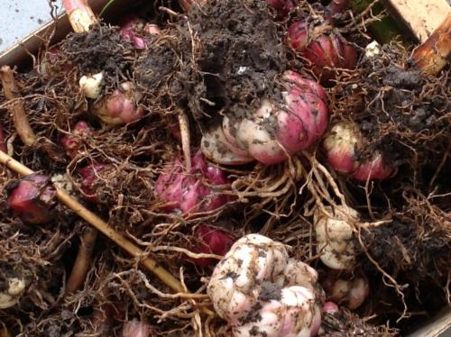 Когда можно пересаживать лилии летом. Когда пересаживать лилии – весной, летом или осенью – выбор лучшего момента. Ошибки при пересадке – о чем нужно помнить