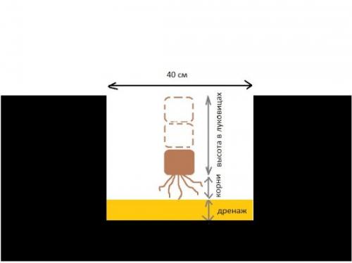 Пересадить лилии осенью на другое место. Когда пересаживать лилии осенью, чтобы избежать ошибок