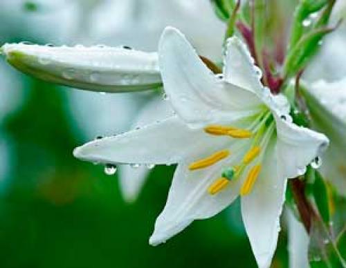 Пересадка лилий на другое место. Для чего нужна пересадка