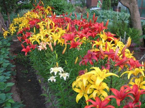 Когда можно пересаживать лилии летом. Когда пересаживать лилии – весной, летом или осенью – выбор лучшего момента. Ошибки при пересадке – о чем нужно помнить