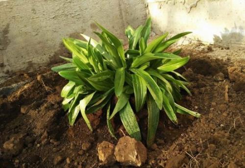 Пересадить лилии осенью на другое место. Когда пересаживать лилии осенью, чтобы избежать ошибок