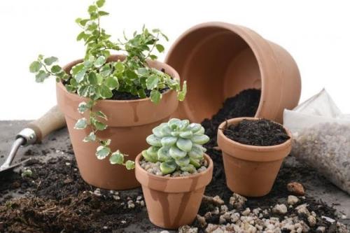 Когда пересаживать цветы