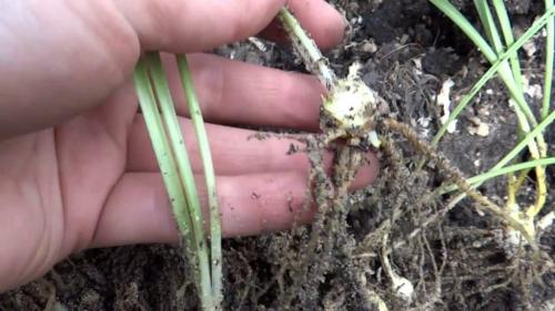 Когда можно пересаживать лилии летом. Когда пересаживать лилии – весной, летом или осенью – выбор лучшего момента. Ошибки при пересадке – о чем нужно помнить