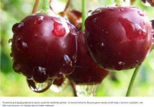 Черевишня ДЮК спартанка. Сорт вишня черешня ДЮК