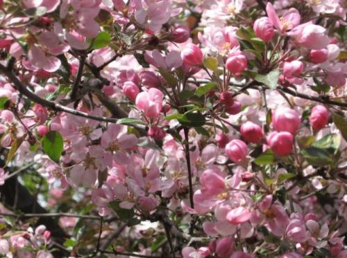 Черевишня ДЮК спартанка. Сорт вишня черешня ДЮК