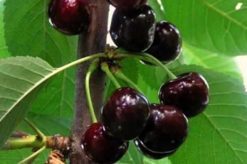 Черешня английская сладкая. Обрезка молодой черешни 14