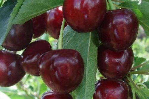 Черешня английская сладкая. Обрезка молодой черешни 12