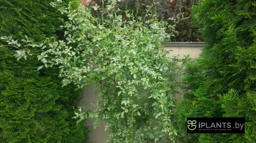 Каланхоэ белый налет на листьях чем лечить. Настоящая мучнистая роса 02 Каланхоэ белый налет на листьях чем лечить. Настоящая мучнистая роса 02