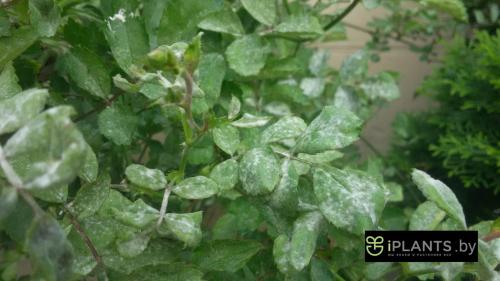 Каланхоэ белый налет на листьях чем лечить. Настоящая мучнистая роса 03 Каланхоэ белый налет на листьях чем лечить. Настоящая мучнистая роса 03