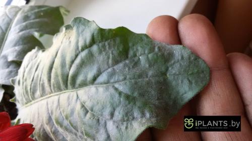 Каланхоэ белый налет на листьях чем лечить. Настоящая мучнистая роса 01 Каланхоэ белый налет на листьях чем лечить. Настоящая мучнистая роса 01