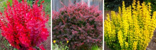 Как часто нужно поливать барбарис Тунберга Кармен в первый год после посадки. ОСОБЕННОСТИ ВЫРАЩИВАНИЯ БАРБАРИСА