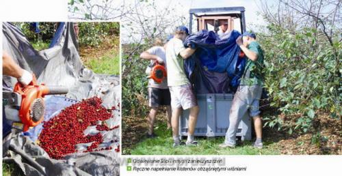 Уборка вишни. Опыт уборки вишни разными видами машин