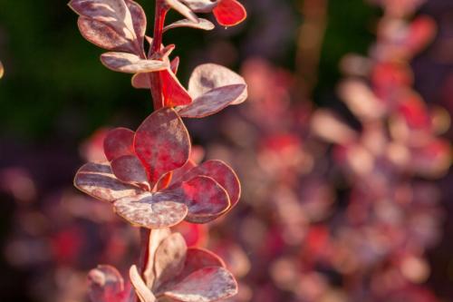 Преимущества покупки саженцев барбариса Тунберга 'Кармен 03 Преимущества покупки саженцев барбариса Тунберга 'Кармен 03