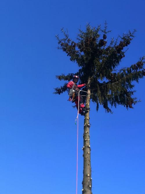 Какие виды деревьев могут быть особенно сложными для удаления на участке навсегда. Закажите удаление деревьев в ТулАрбо!