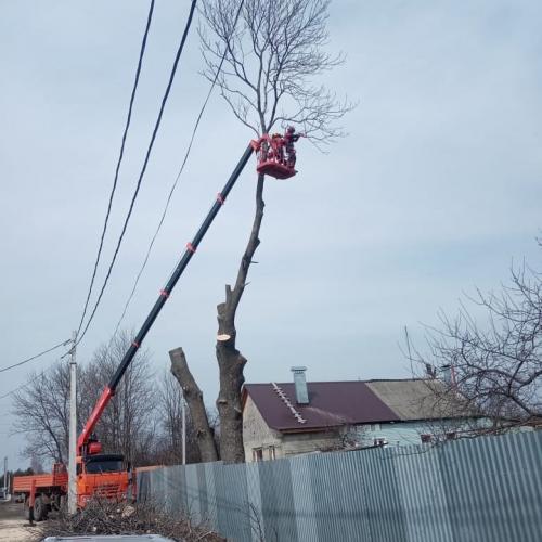 Какие виды деревьев могут быть особенно сложными для удаления на участке навсегда. Закажите удаление деревьев в ТулАрбо!