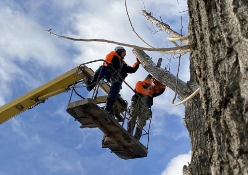 Какие виды деревьев могут быть особенно сложными для удаления на участке навсегда. Закажите удаление деревьев в ТулАрбо!