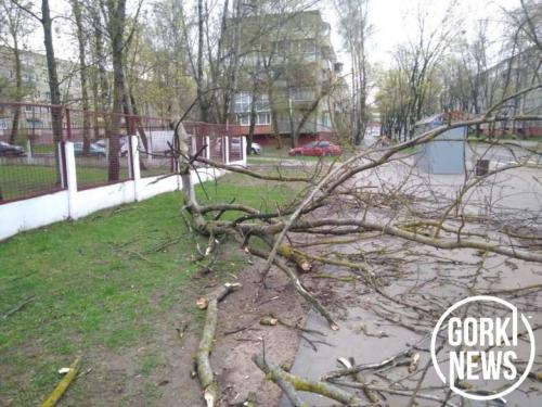 Какие правила нужно соблюдать при уборке деревьев. А вы знали, что для удаления упавших деревьев есть правила?