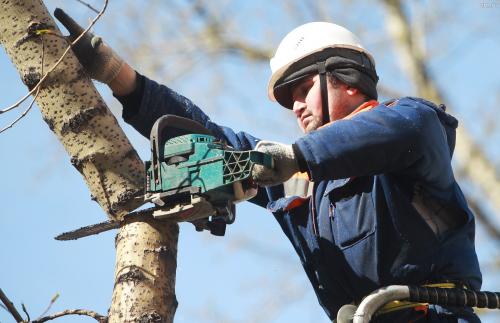 Какие виды деревьев могут быть особенно сложными для удаления на участке навсегда. Закажите удаление деревьев в ТулАрбо!