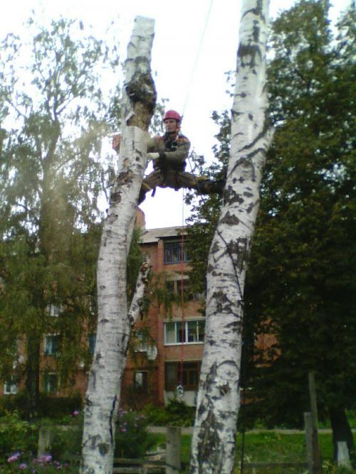 Какие виды деревьев могут быть особенно сложными для удаления на участке навсегда. Закажите удаление деревьев в ТулАрбо!