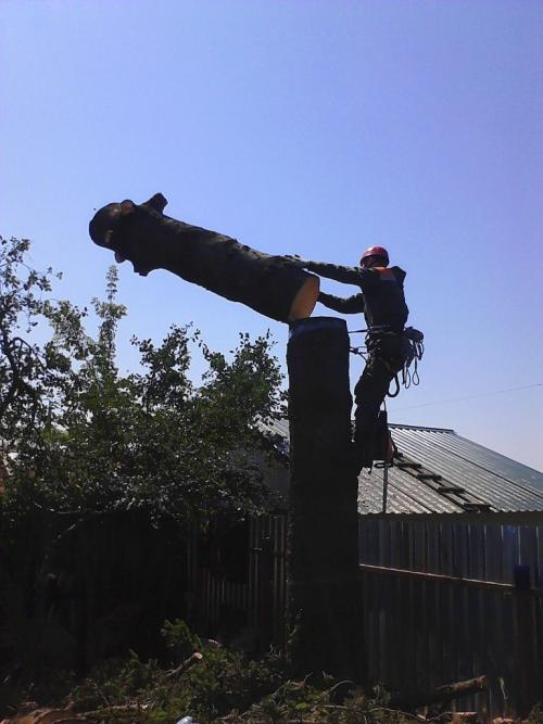 Какие виды деревьев могут быть особенно сложными для удаления на участке навсегда. Закажите удаление деревьев в ТулАрбо!