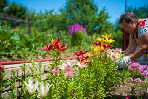 Чем отличаются лилии от лилейников. Даже не родственники: чем отличаются лилии от лилейников 01