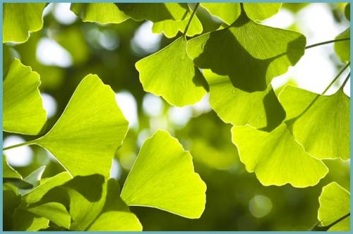 Гинкго выращивание. Гинкго билоба: известные сорта и разновидности