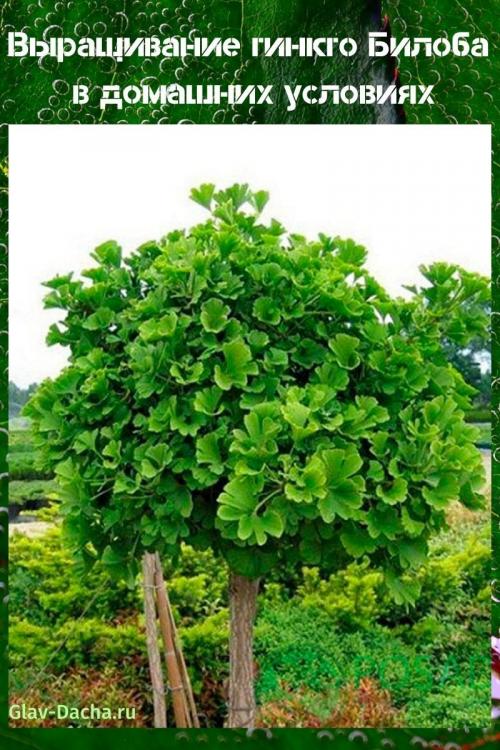 Гинкго Билоба выращивание из семян. Выращивание Гинкго Билоба в домашних условиях