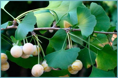 Гинкго выращивание. Гинкго билоба: известные сорта и разновидности