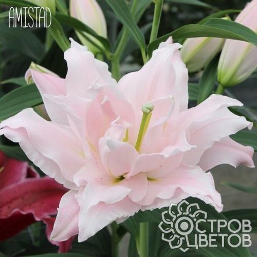 Чем отличаются лилии от лилейников. Даже не родственники: чем отличаются лилии от лилейников 02